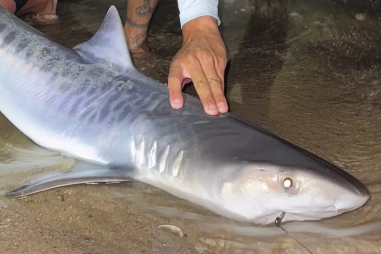 Tiger Shark Discovery Near Cape Cod Signals Changing Marine Ecosystem, Experts Say
